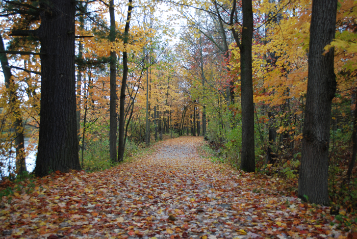Foret_Champlain_College_Lennoxville_Octobre_2011 (1).jpg