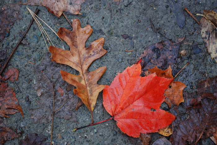 Foret_Champlain_College_Lennoxville_Octobre_2011 (4).jpg