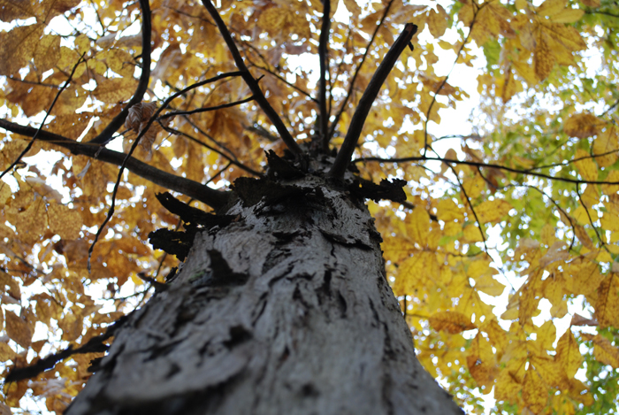 Foret_Champlain_College_Lennoxville_Octobre_2011 (8).jpg