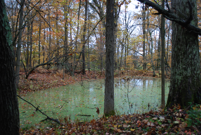 Foret_Champlain_College_Lennoxville_Octobre_2011 (23).jpg