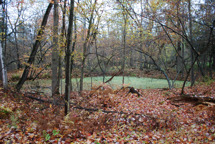 Foret_Champlain_College_Lennoxville_Octobre_2011 (17).jpg