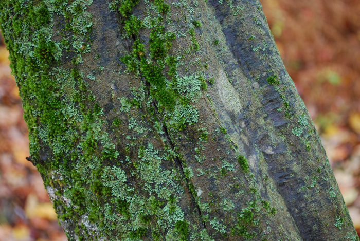 Foret_Champlain_College_Lennoxville_Octobre_2011 (29).jpg