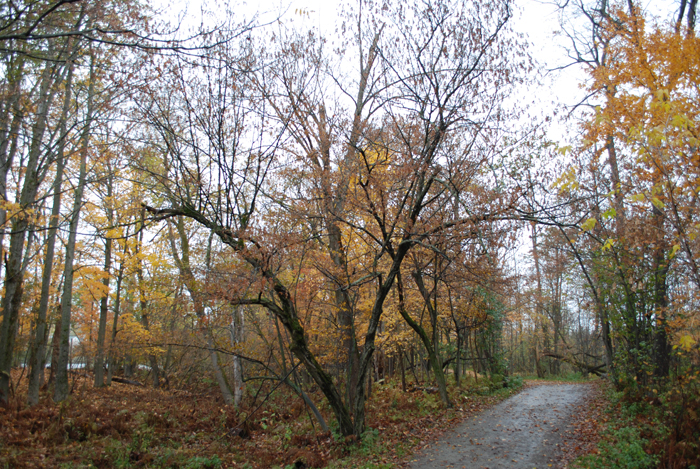 Foret_Champlain_College_Lennoxville_Octobre_2011 (47).jpg