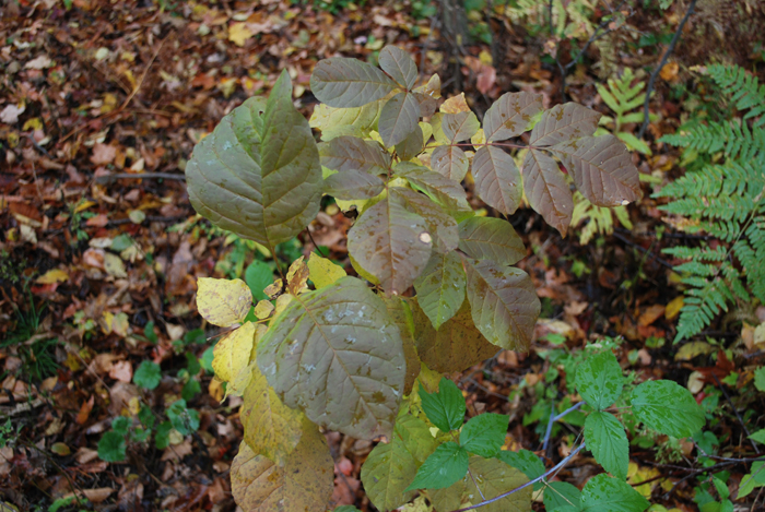 Foret_Champlain_College_Lennoxville_Octobre_2011 (33).jpg