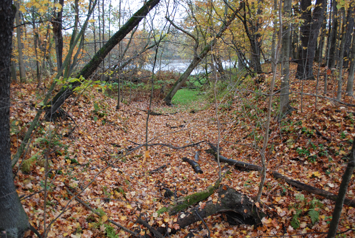 Foret_Champlain_College_Lennoxville_Octobre_2011 (38).jpg