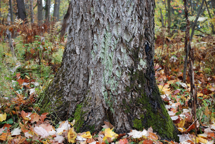 Foret_Champlain_College_Lennoxville_Octobre_2011 (10).jpg
