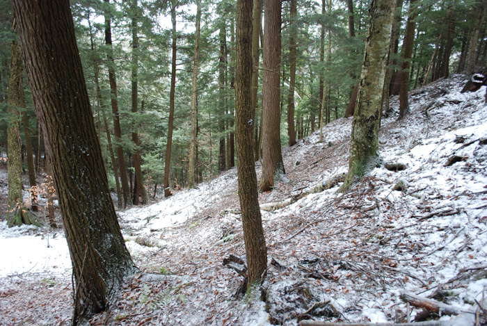 Prucheraie_Massawippi_Decembre_2012(8).JPG