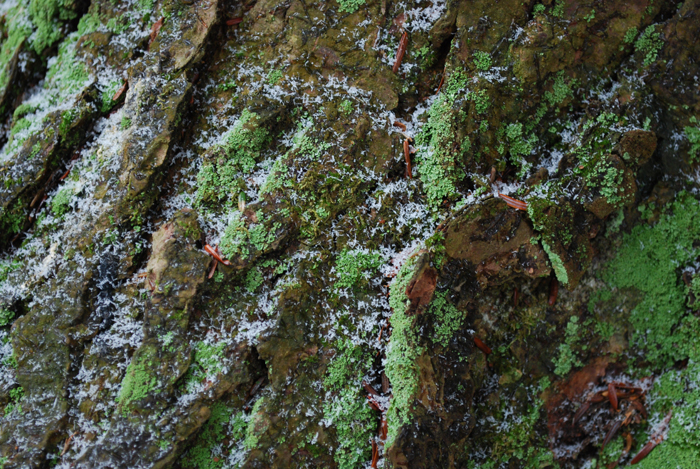Prucheraie_Massawippi_Decembre_2012(16).JPG