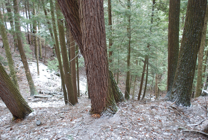 Prucheraie_Massawippi_Decembre_2012(24).JPG