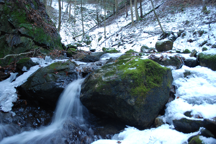 Prucheraie_Massawippi_Decembre_2012(45).JPG