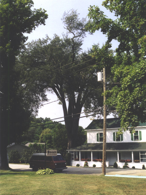Ulmus_americana_20020817_15.jpg