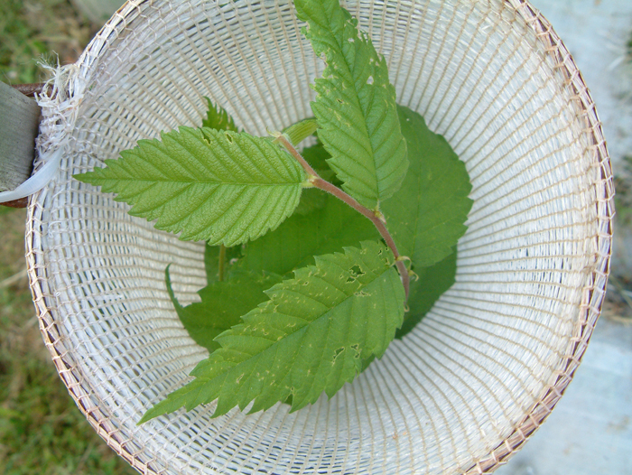 DSCF0016.jpg
