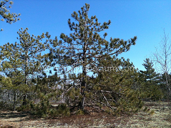 IMG_1120_1.jpg