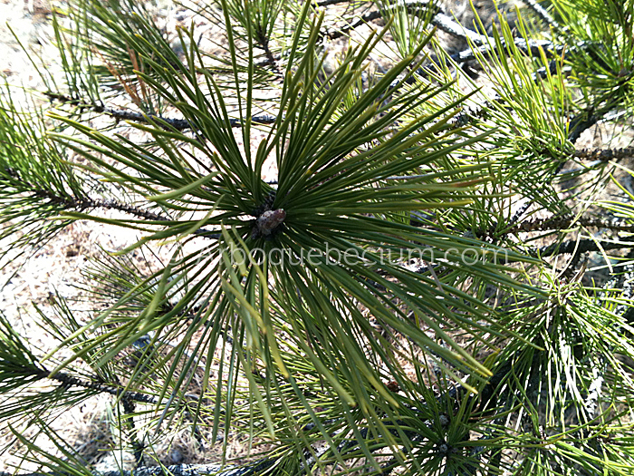 IMG_1124_1.jpg