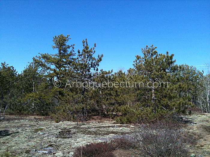 IMG_1126_1.jpg