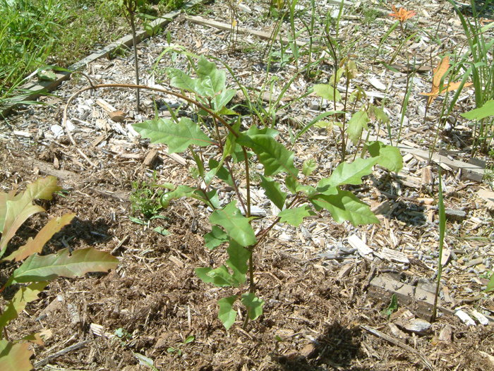 Quercus_shumardii_2010 (1).jpg