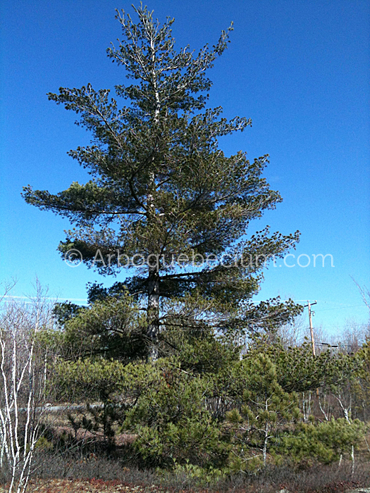 IMG_1136_1.jpg