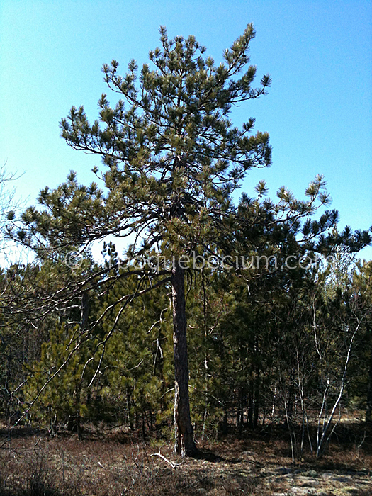 IMG_1137_1.jpg