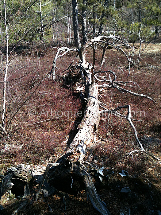 IMG_1138_1.jpg