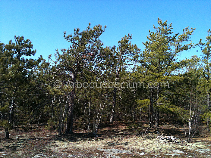 IMG_1152_1.jpg