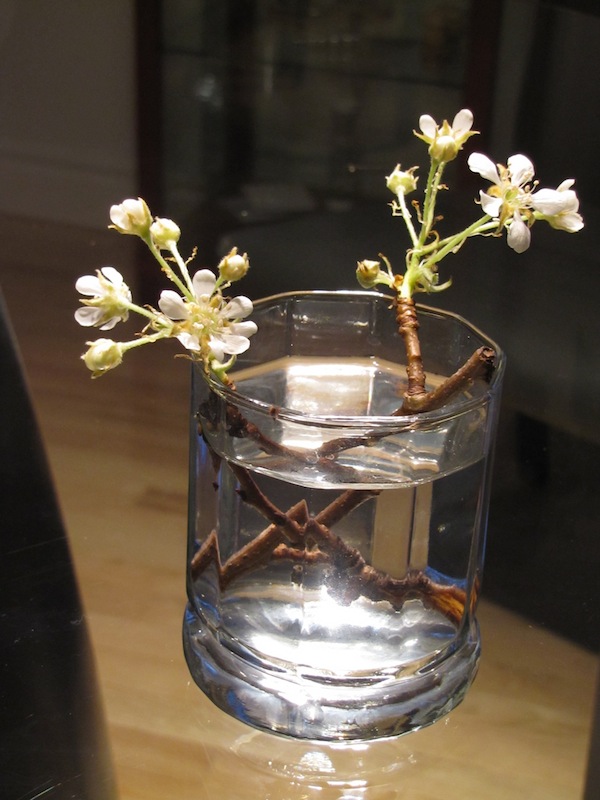 Fleurs de poirier.JPG