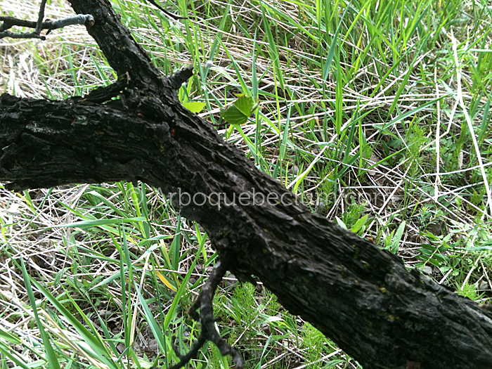 IMG_1290_1.jpg