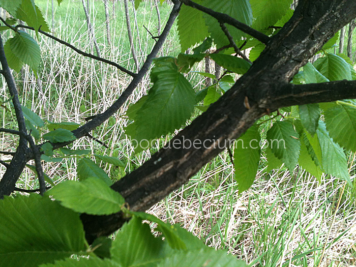 IMG_1292_1.jpg