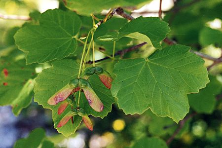 acer_opalus_20.jpg