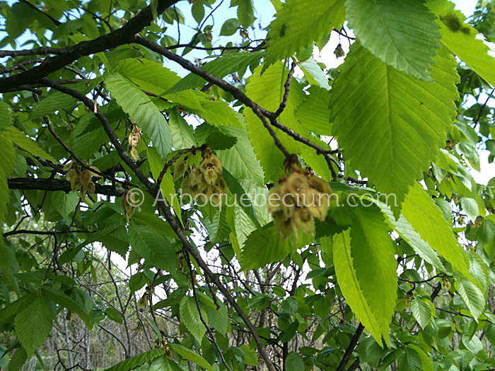 IMG_1291_1.jpg