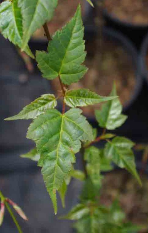 crataegifolium.jpg