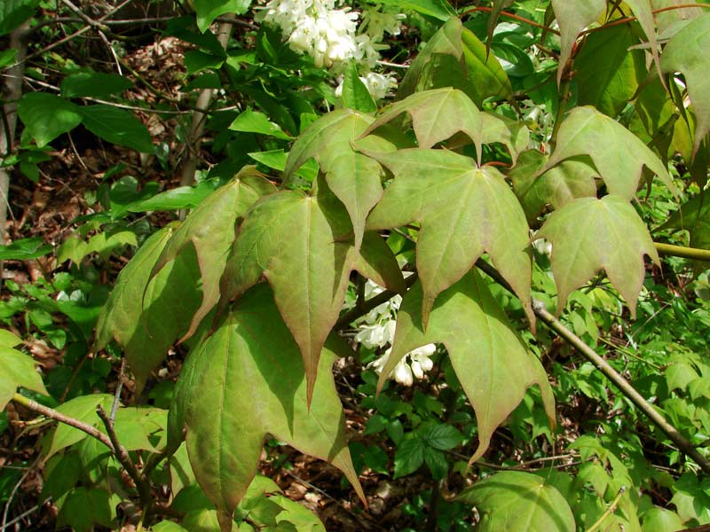 acer laetum.jpg