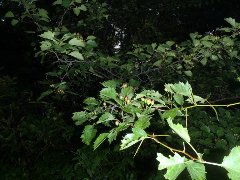 Arbuste inconnue branches et feuilles.jpg
