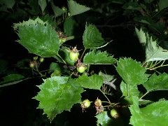 Arbuste inconnue feuilles et fruits.jpg