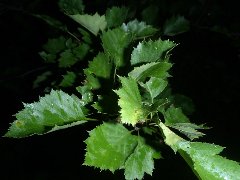 Arbuste inconnue feuilles de près.jpg