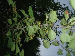 Arbuste inconnue vu en dessous des feuilles.jpg
