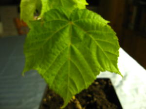 IMG_7197_2_1.jpg