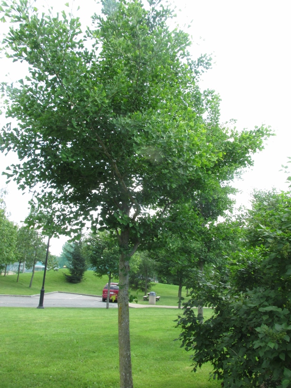 IMG_2175 (600x800).jpg