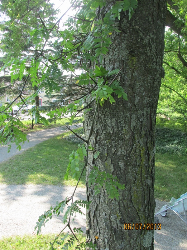 IMG_2230 (600x800).jpg