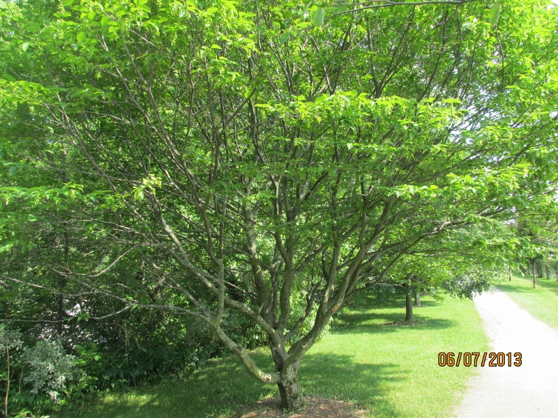 IMG_2233 (800x600).jpg