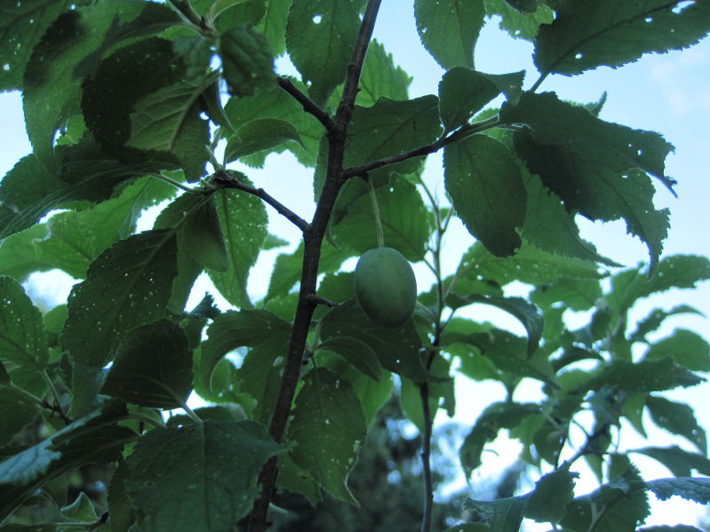 arbre.jpg