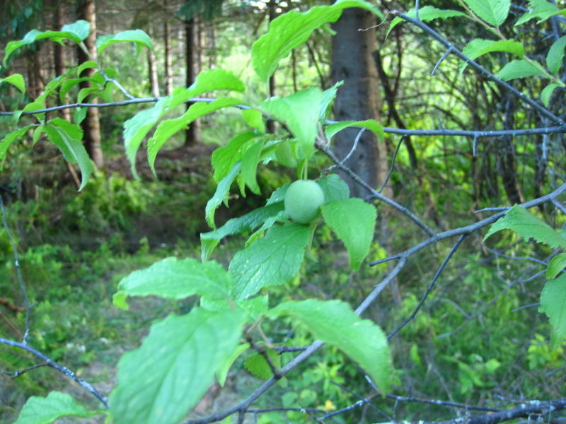 arbre2.jpg