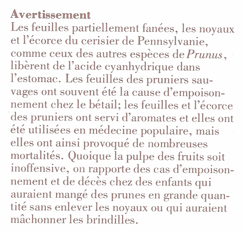 prunus 001 (800x758).jpg