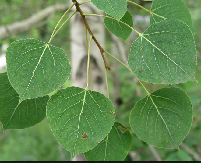 p temuloides.JPG