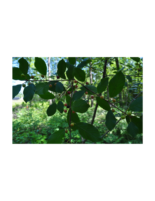 Nerprun-(Rhamnus).jpg
