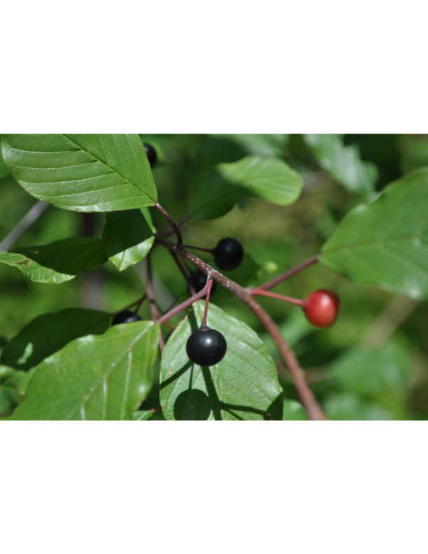 Fruit-#1.jpg
