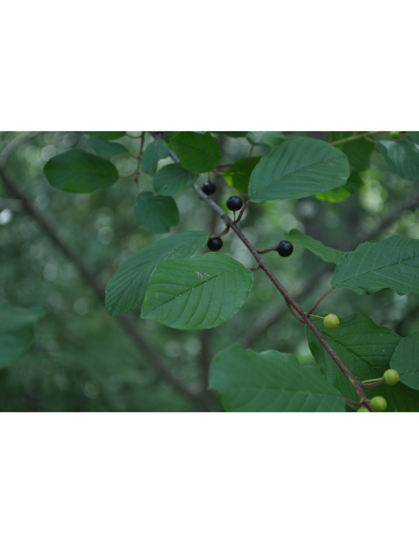 Fruit-#2.jpg