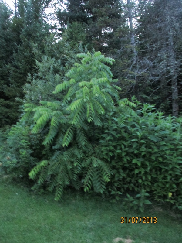 IMG_2520 (600x800).jpg