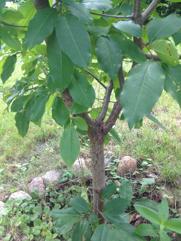 photo1.JPG