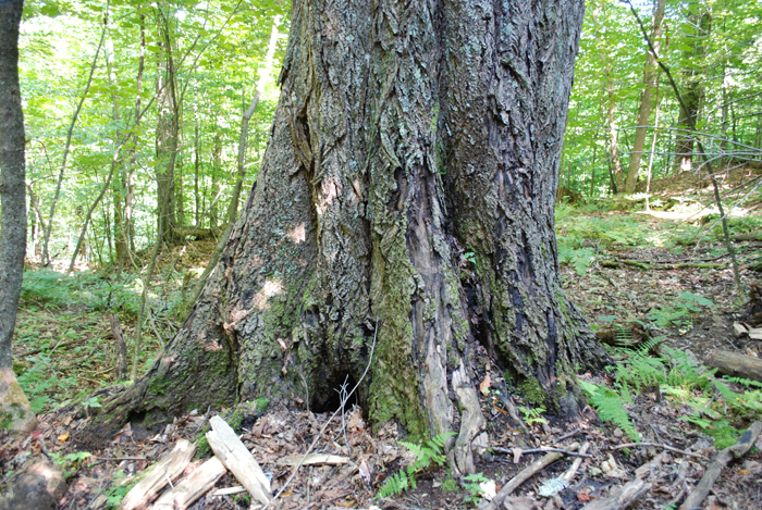 Chancre_du_noyer_cendre04.JPG