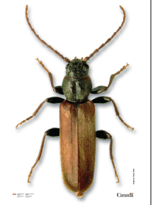 longicorne.jpg